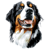 Berner Sennenhund Süße Hunde Schweizer Sennenhunde