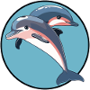 Dolphin Sea Sea Creatures