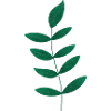Petite plante verte