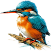 Kingfisher