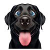 Happy Black Lab