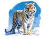 Siberian tigers Siberian tigers