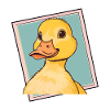 Duck Beak