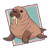 Sea lion walrus
