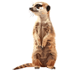 Meerkat