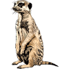 Meerkat
