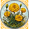 Marigold