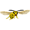 Hornet Wasp