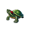 Turtle Red-eared Turtle