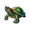 Turtle Red-eared Turtle