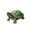 Turtle Red-eared Turtle