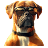 Deutscher Boxer Hunde Boxerverein German Boxer