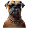 Boxer Tedesco Boxer Dog Boxer Club Tedesco Boxer Club