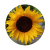 Tournesol Anniversaire Fleur