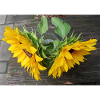 Two sunflowers photographed