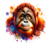 Orangutan