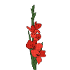 Gladiole