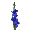Gladiole blau