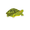 Turtle Red-eared Turtle