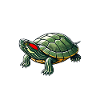 Turtle Red-eared Turtle