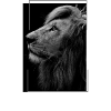 safari