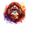 Orangutan