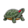 Turtle Red-eared Turtle