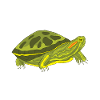 Turtle Red-eared Turtle