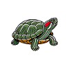 Turtle Red-eared Turtle