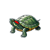 Turtle Red-eared Turtle