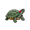 Turtle Red-eared Turtle