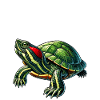 Turtle Red-eared Turtle