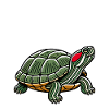 Turtle Red-eared Turtle