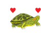 Turtle Red-eared Turtle