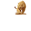 Saber-Toothed Tiger Sabertooth Tiger