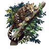 Clouded Leopard Nebelparder