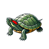 Turtle Red-eared Turtle