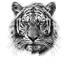 Siberian tigers Siberian tigers