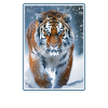 Siberian tigers Siberian tigers