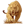 Saber-Toothed Tiger Sabertooth Tiger
