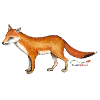 Fox (Vulpes vulpes)