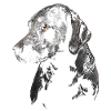 Labrador