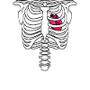 Skeleton rib cage with heart