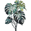 monstera02