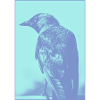 Jackdaw