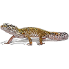 Gecko léopard