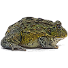 African bullfrog