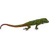 Madagascar Gecko