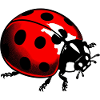 Ladybird