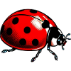 Marienkäfer